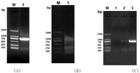 Safflower Chalcone Isomerase Chi Gene and Its Application