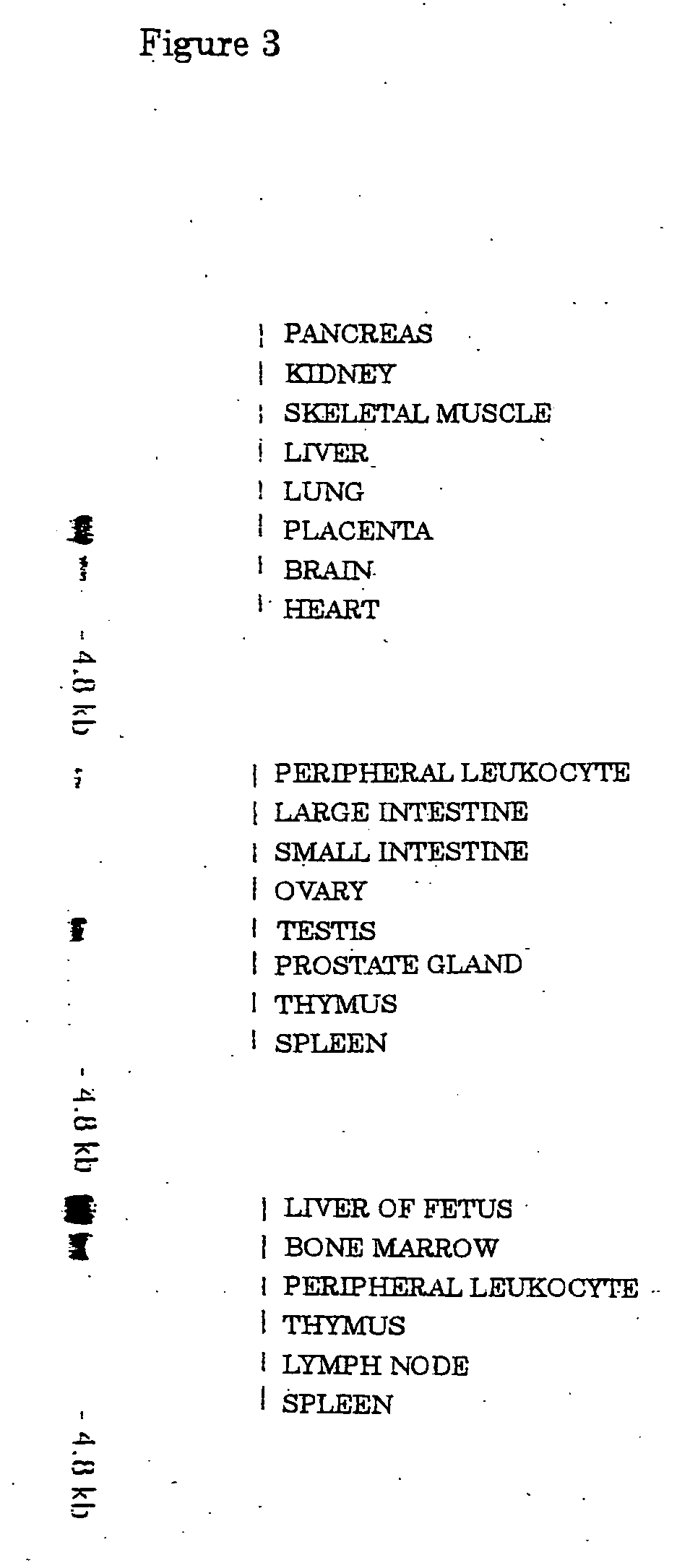 Neutral amino acid transporter and gene thereof