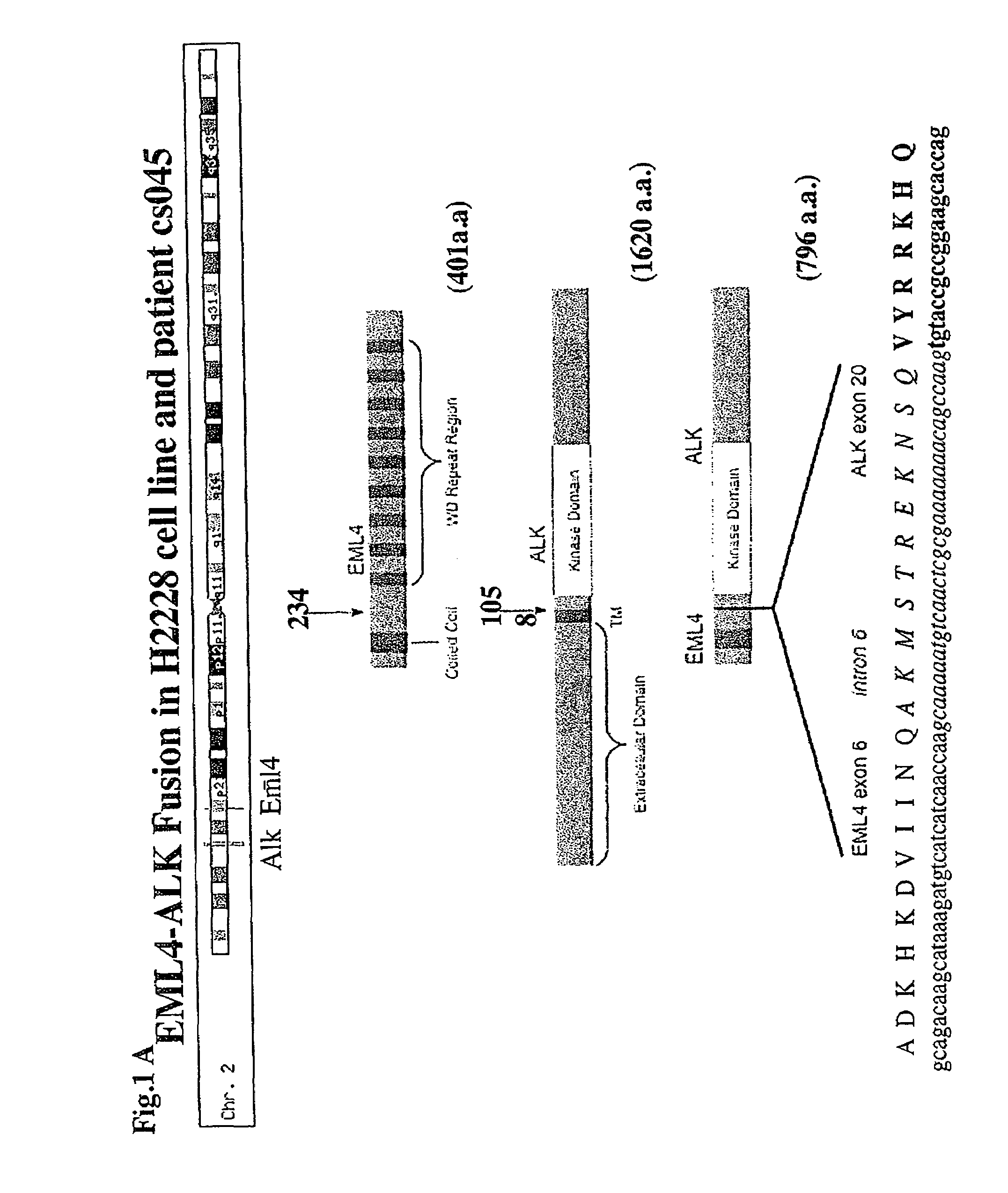 Gene defects and mutant ALK kinase in human solid tumors