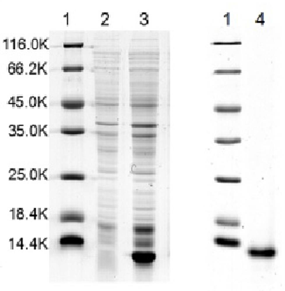 A high-efficiency hydrophobic interaction chromatography medium with benzylamine as a ligand, its preparation method and its application in protein refolding and purification