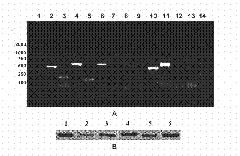 Immortalized human liver cell line, preparation method and application thereof