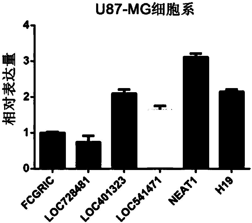 Application of lncRNA-NEAT1 as molecular pathological diagnosis marker in preparation of glioma diagnosis reagent