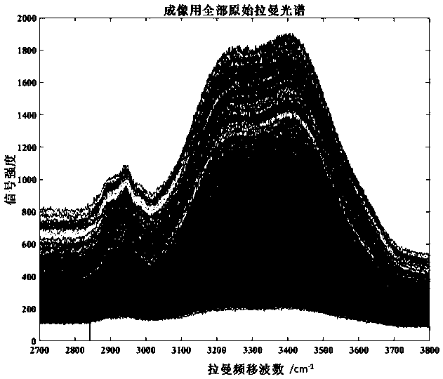 Method for testing water content and distribution of cellular levels in fruit and vegetable tissues based on Raman spectrum