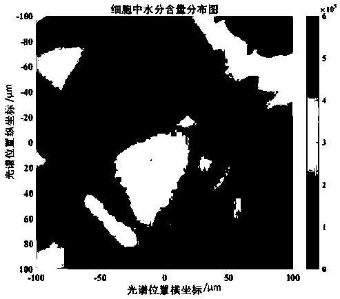 Method for testing water content and distribution of cellular levels in fruit and vegetable tissues based on Raman spectrum