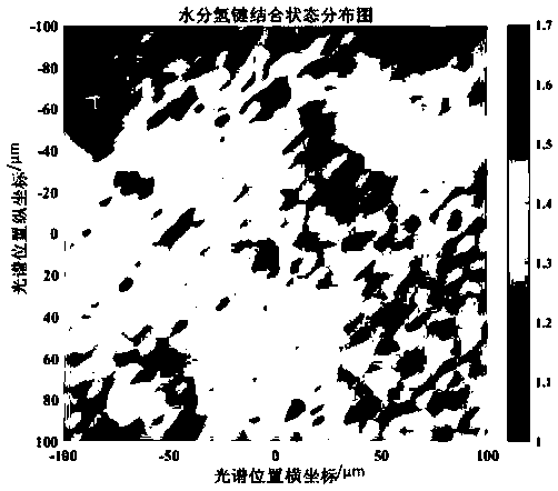 Method for testing water content and distribution of cellular levels in fruit and vegetable tissues based on Raman spectrum