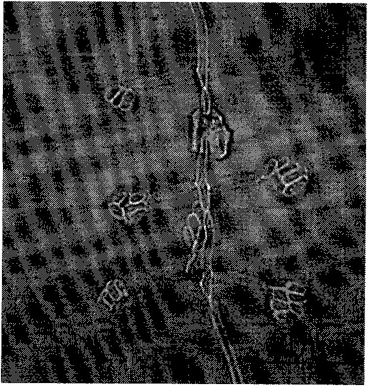 Fusarium prolifertum