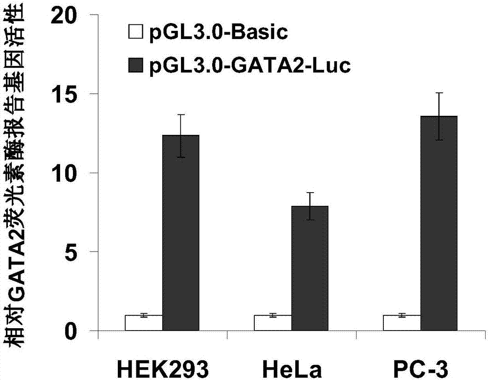 GATA2 protein binding DNA fragment and application in GATA2 activity detection