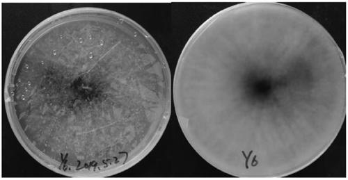 Endophytic fungus Y6 for enhancing oxidation resistance of Casuarina equisetifolia in high-salt environment