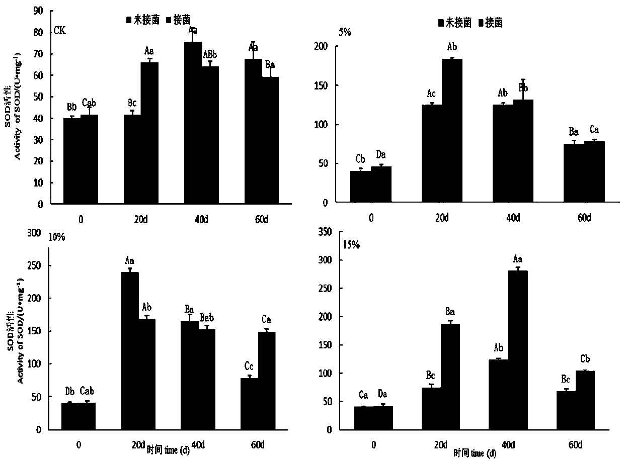 Endophytic fungus Y6 for enhancing oxidation resistance of Casuarina equisetifolia in high-salt environment