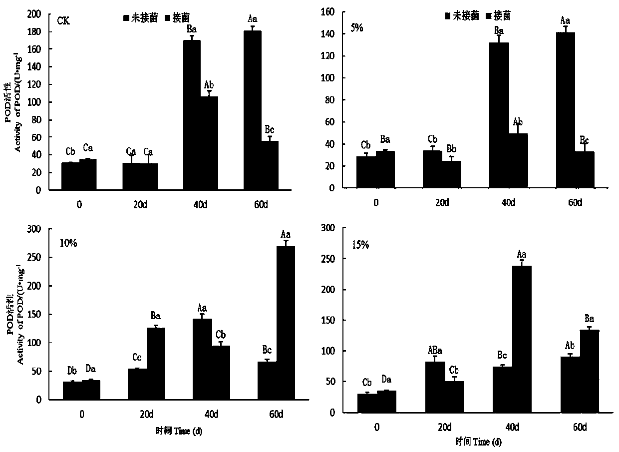 Endophytic fungus Y6 for enhancing oxidation resistance of Casuarina equisetifolia in high-salt environment