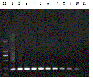 Reverse transcription loop-mediated isothermal amplification (RT-LAMP) kit for porcine kobuvirus and application thereof