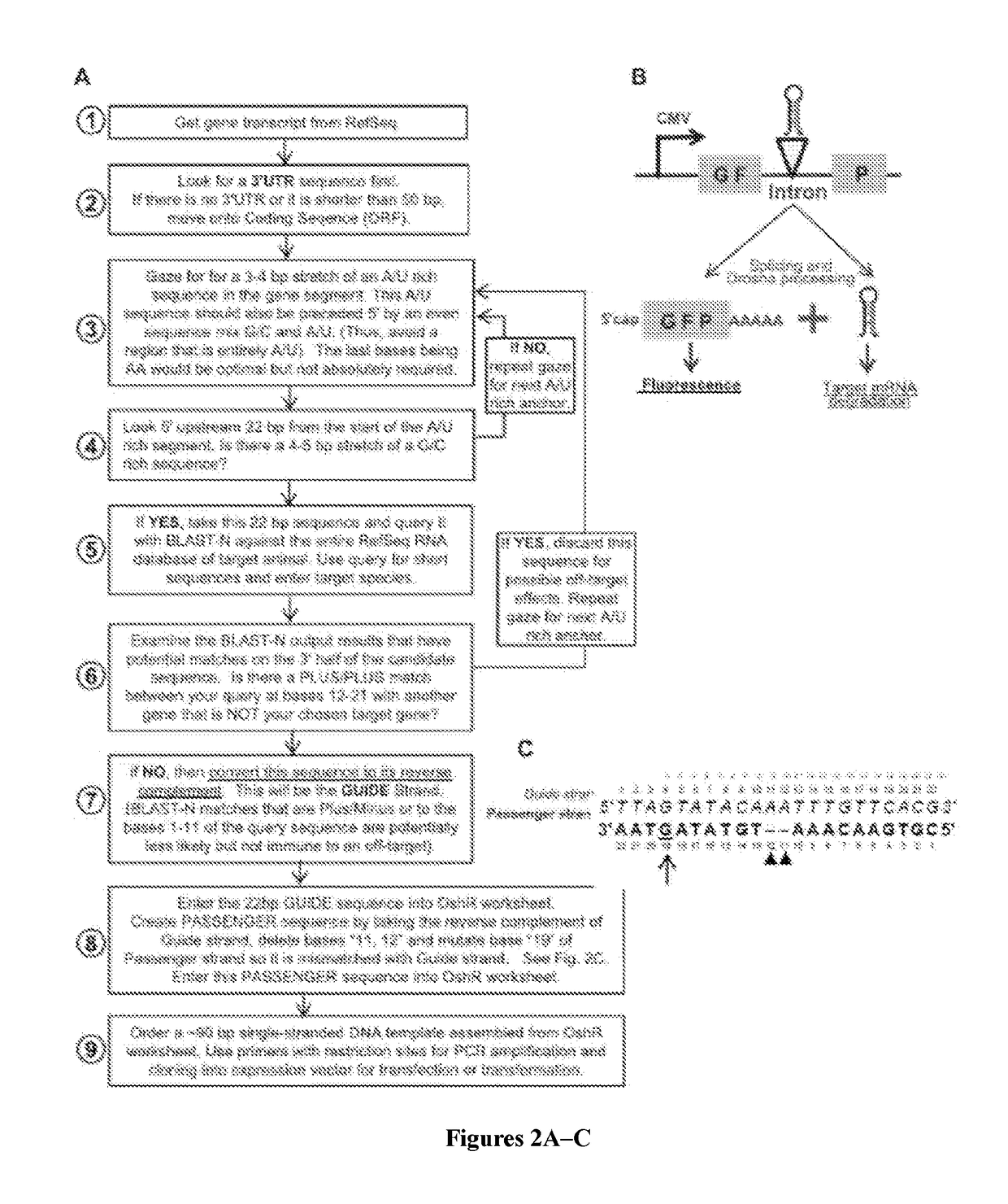 Organic small hairpin RNAs