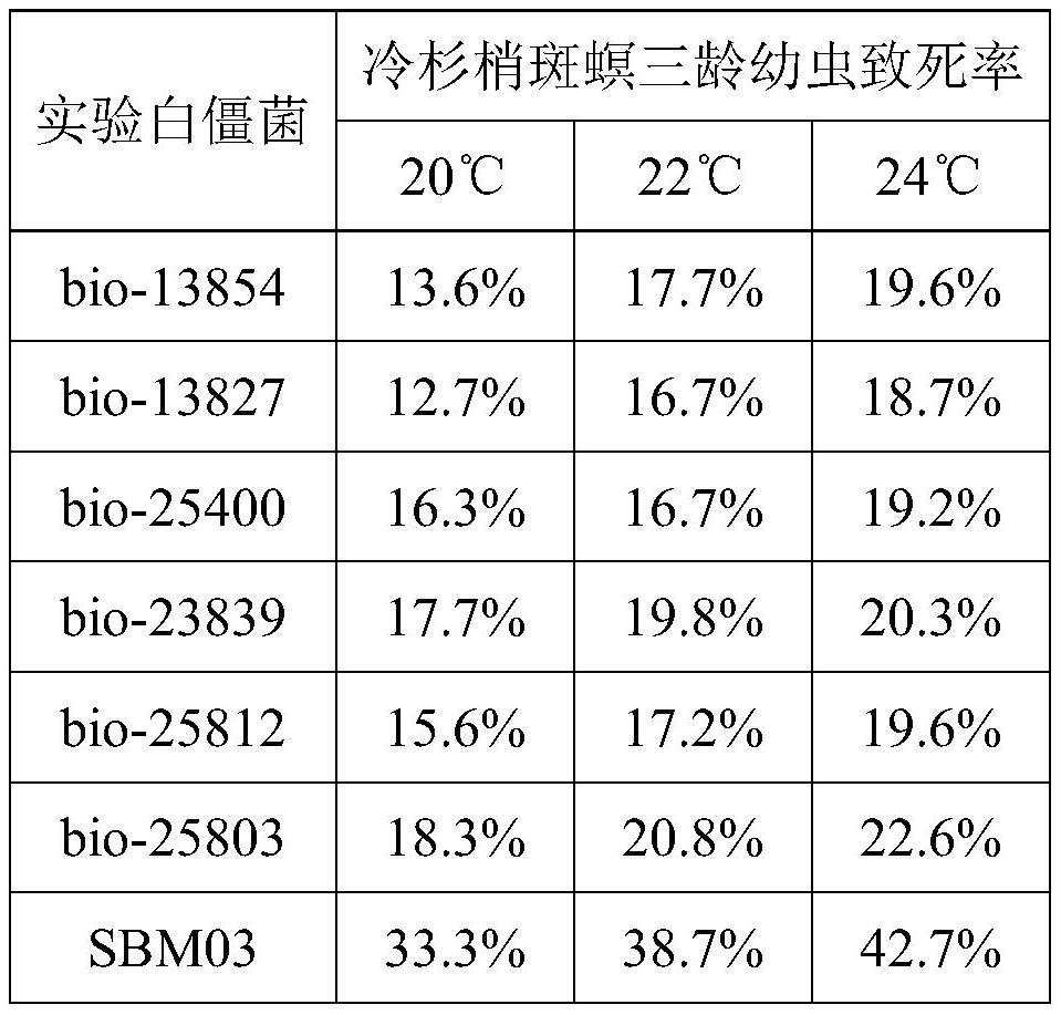 Beauveria bassiana, application of Beauveria bassiana, complex microbial inoculant and special disease-resistant and insect-resistant yield-increasing compound fertilizer for Korean pine nut forest