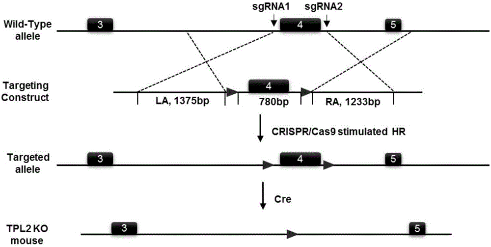 Function of tumor progress site 2 in treatment of fatty liver and type 2 diabetes as well as application thereof