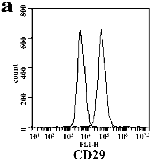 Extracting method and special culture medium for rat omentum majus adipose source mesenchymal stem cells