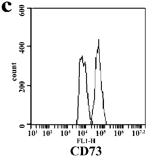 Extracting method and special culture medium for rat omentum majus adipose source mesenchymal stem cells