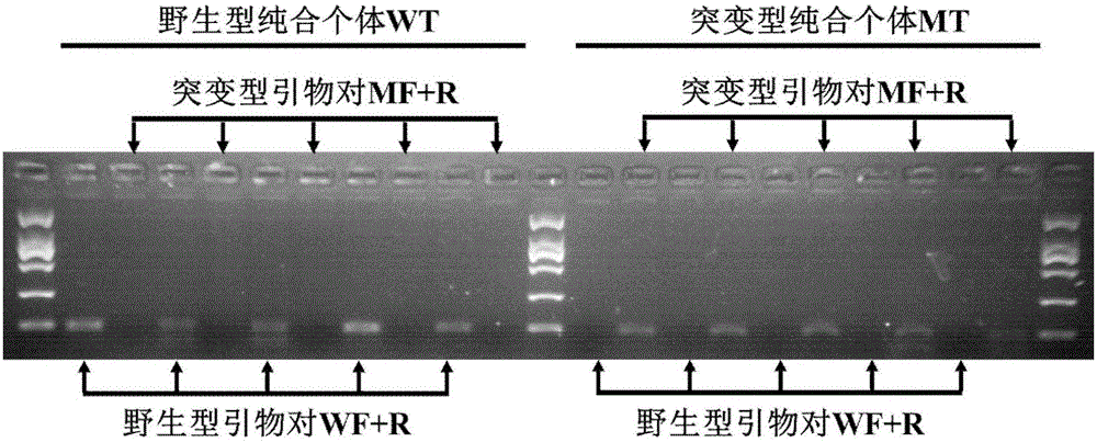 Primers for rapidly identifying bemisia tabaci sodium ion channel gene mutation T929V and application thereof