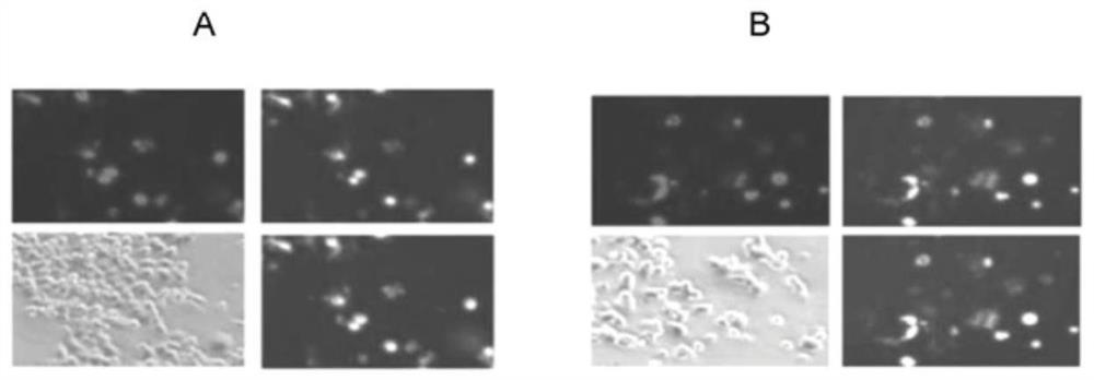 Genetically engineered cells sensitive to clostridial neurotoxins