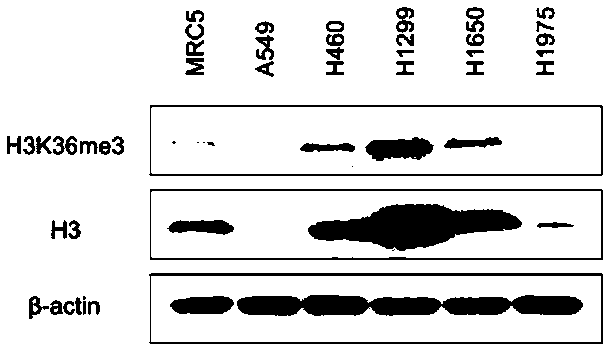 A compound c6 as an inhibitor of histone methyltransferase nsd3 activity and its application