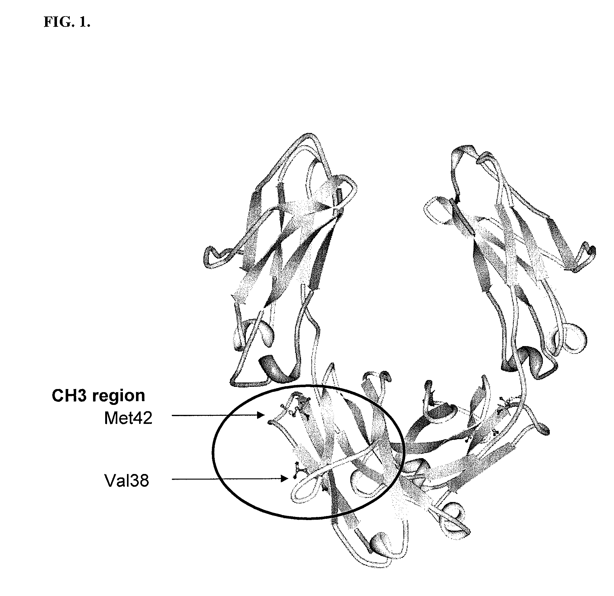 Immunoglobulin Fc polypeptides