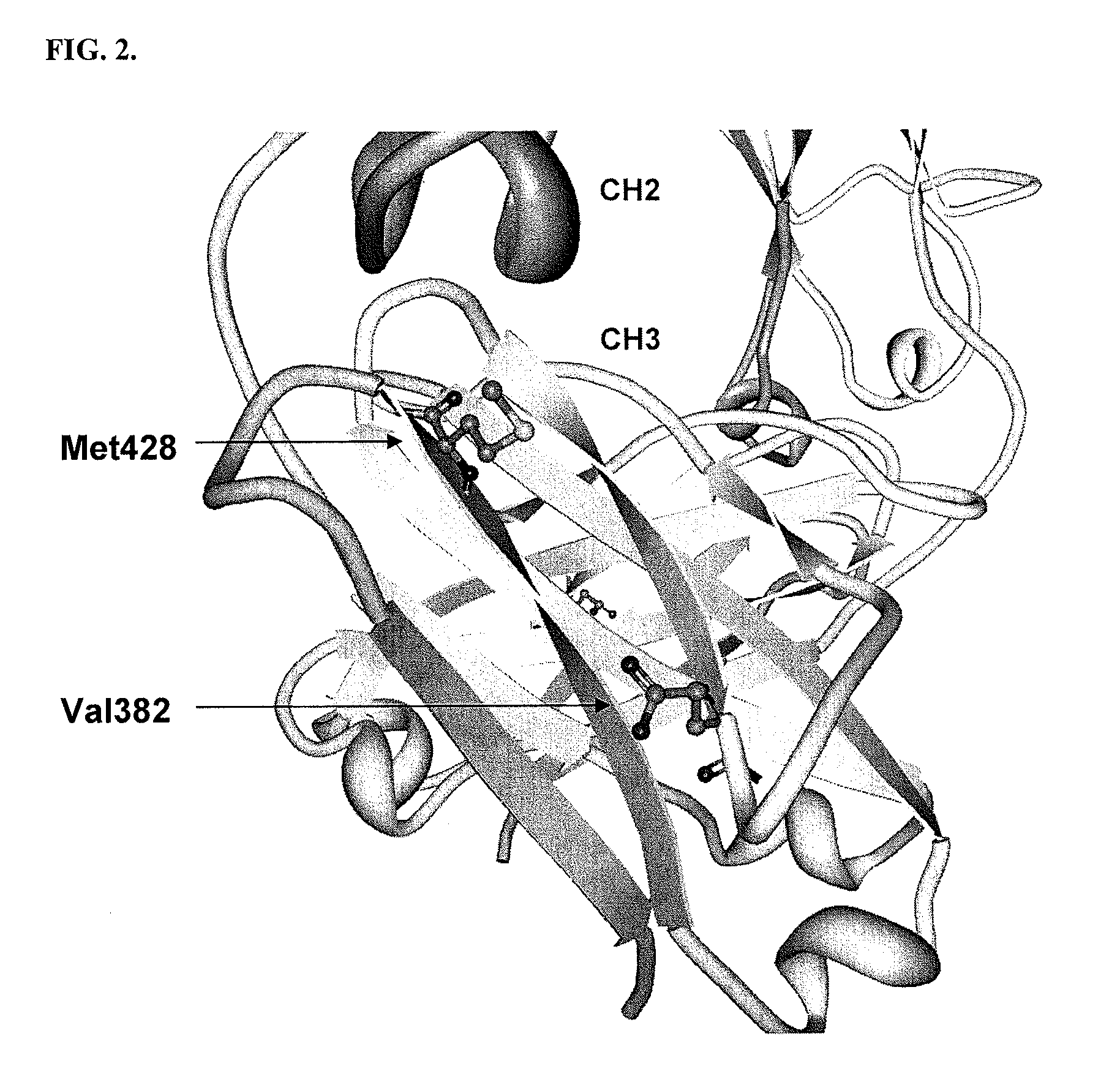 Immunoglobulin Fc polypeptides