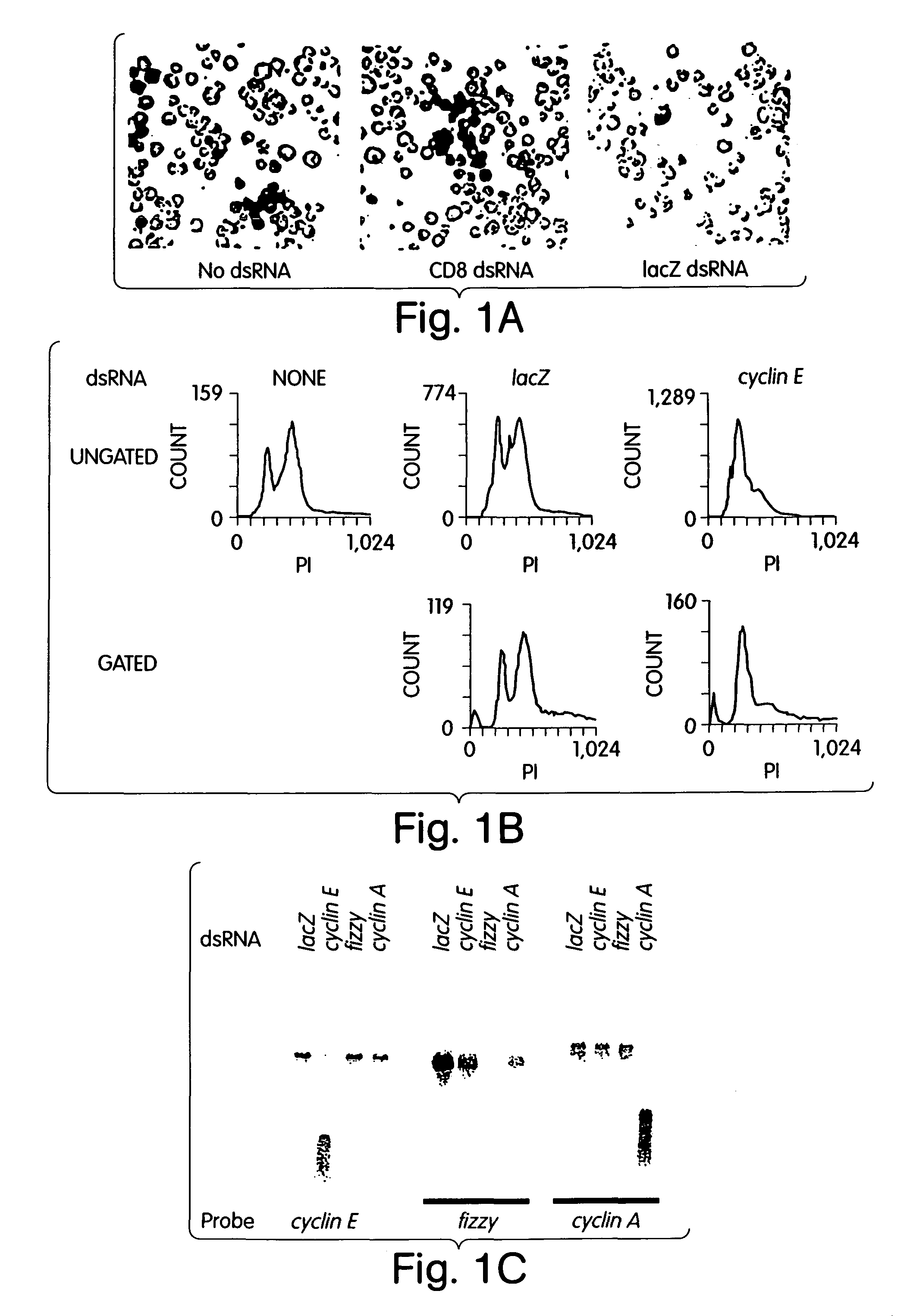 Methods and compositions for RNA interference using recombinant Dicer and Argonaut