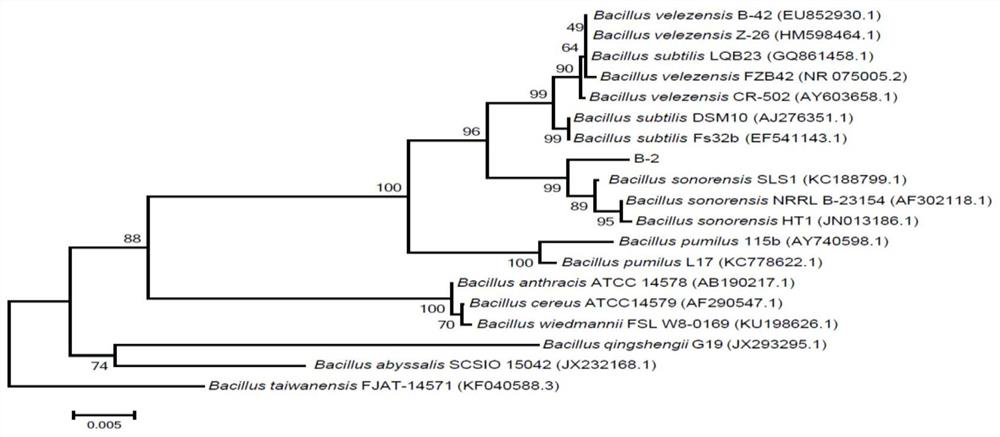 A kind of microbial agent yf beneficial to the growth of corn in saline-alkali land and its application