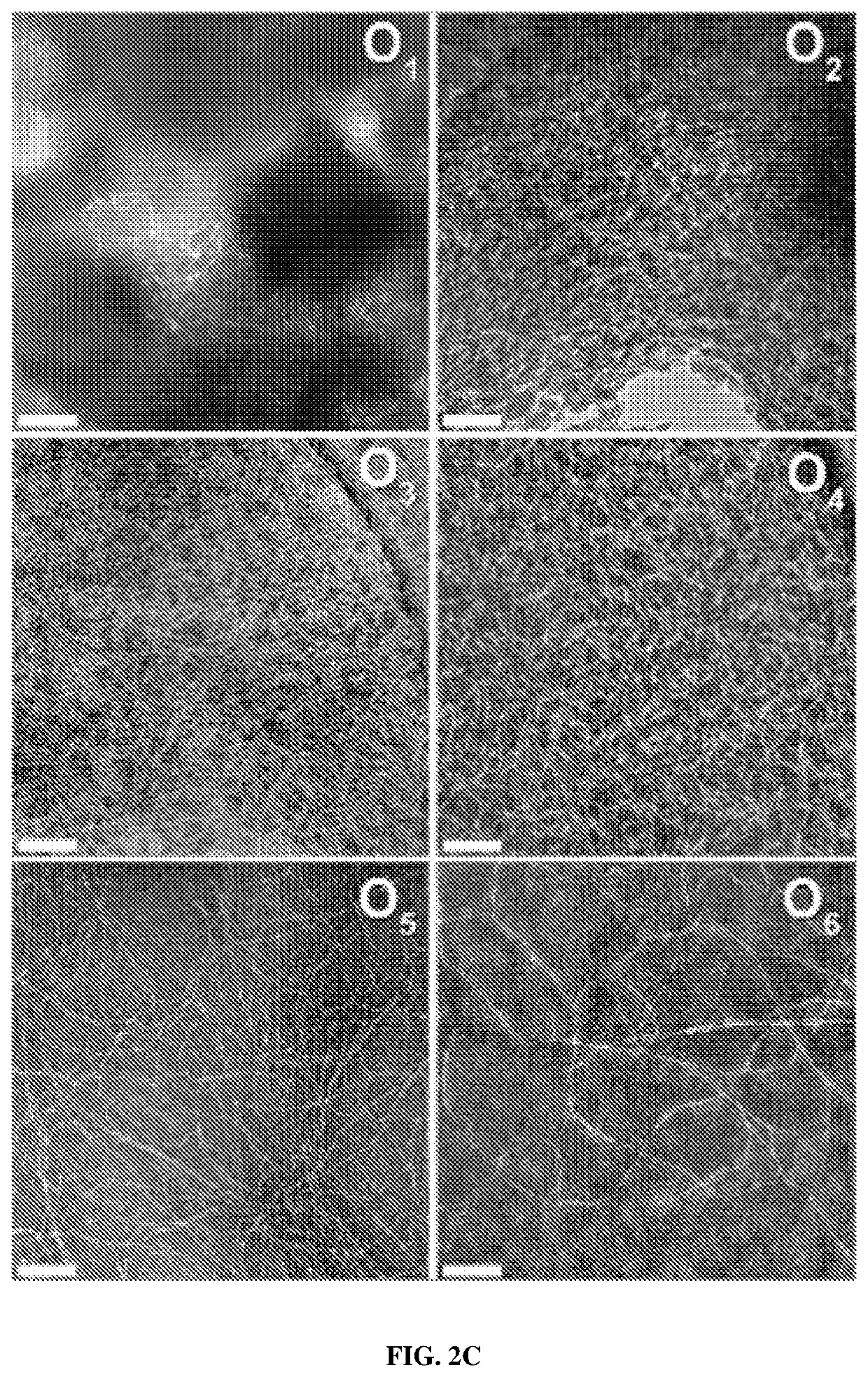 Neutral multidomain peptide hydrogels and uses thereof