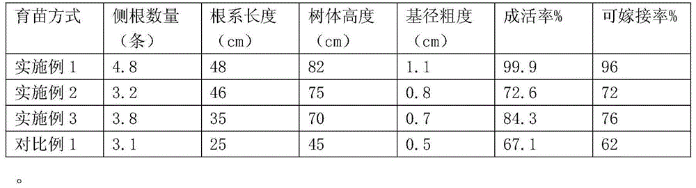 Chestnut seedling cup cultivation technology