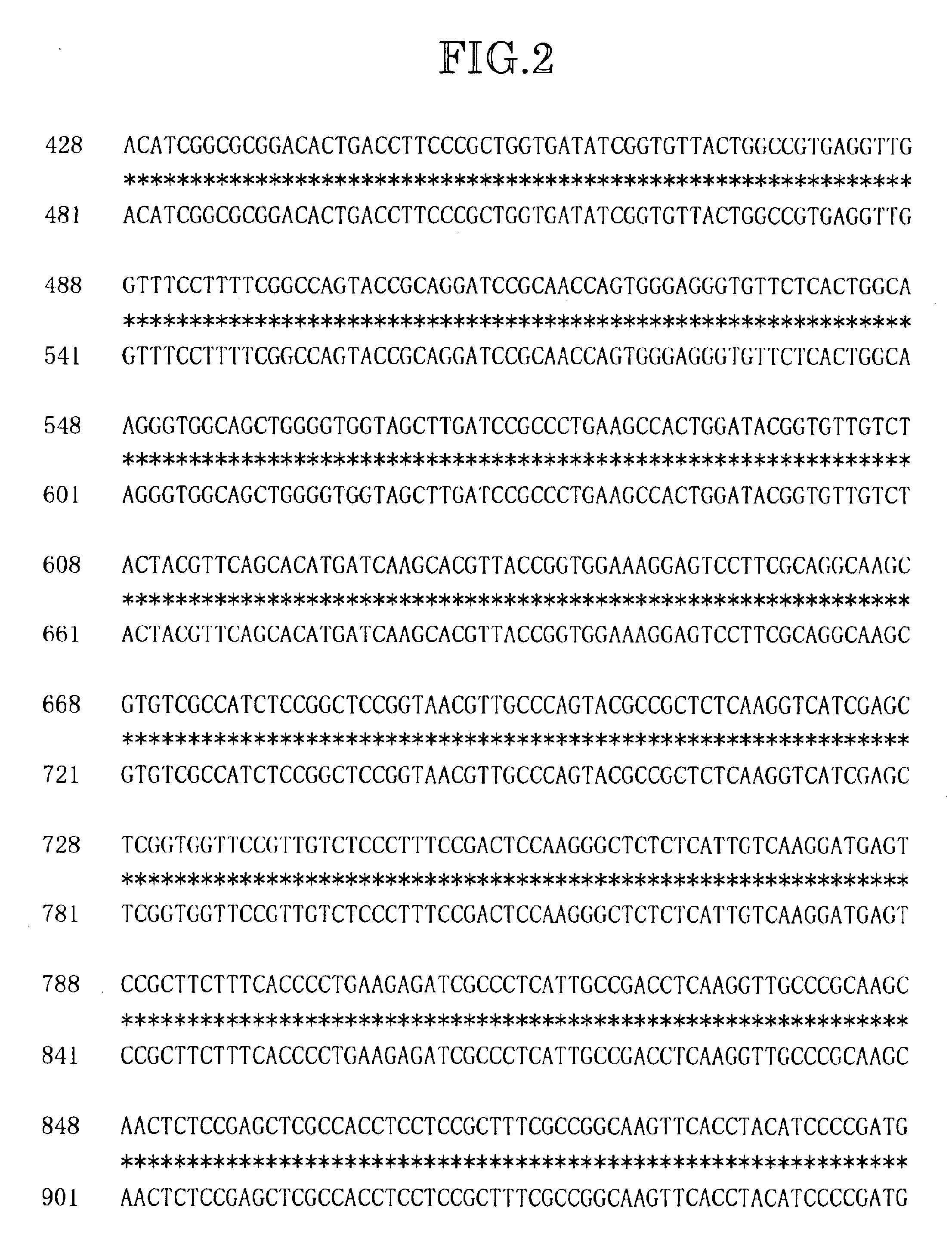 Method of producing transgenic plants having improved amino acid composition