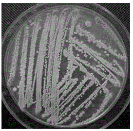 A citrus endophytic actinomycete with antibacterial activity against various plant pathogenic bacteria