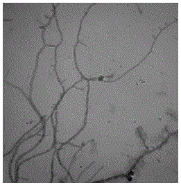 A citrus endophytic actinomycete with antibacterial activity against various plant pathogenic bacteria