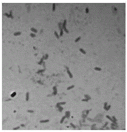 A citrus endophytic actinomycete with antibacterial activity against various plant pathogenic bacteria