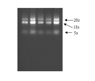 Biological sensitive detecting method for heavy metal cadmium in seawater