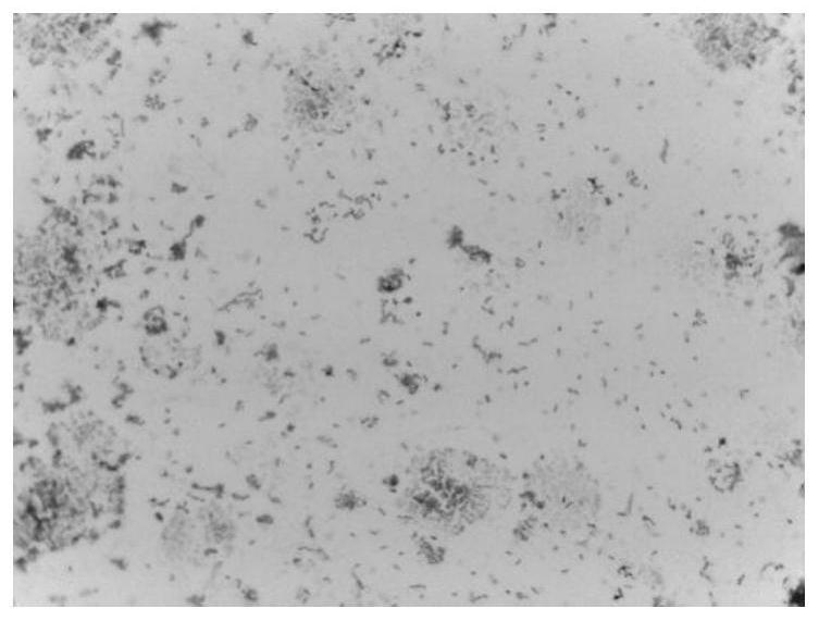 Pseudomarine bacteria strain with obvious malathion degradation effect and application thereof