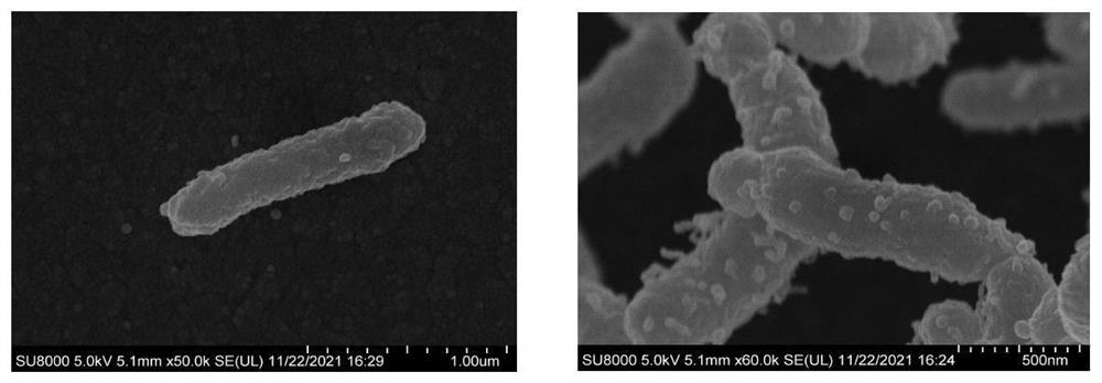 Pseudomarine bacteria strain with obvious malathion degradation effect and application thereof