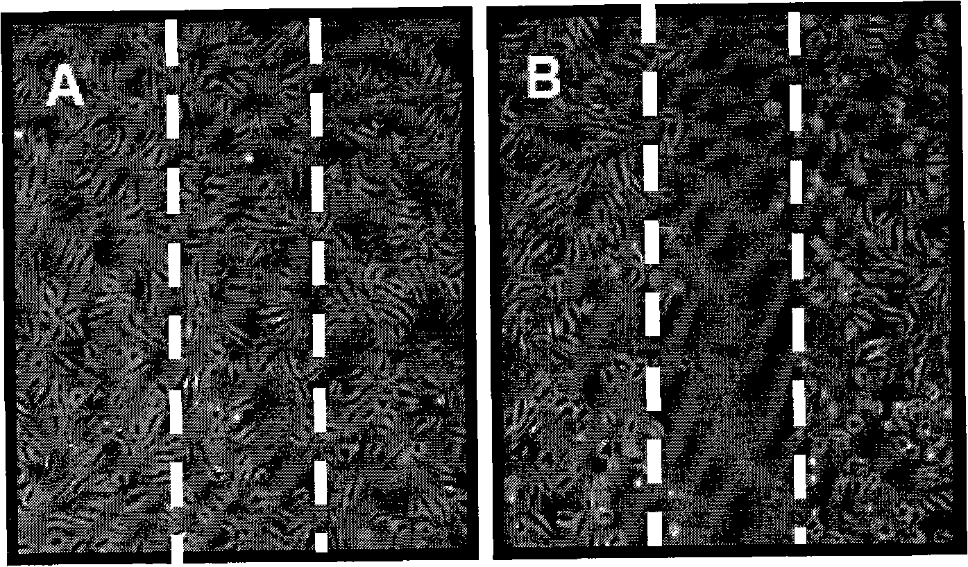 Application of plumbagin in preparing the medicine for preventing the blood vessel from regenerating