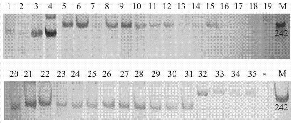 Specific molecular marker for panax ginseng and panax quinquefolius and identification method thereof