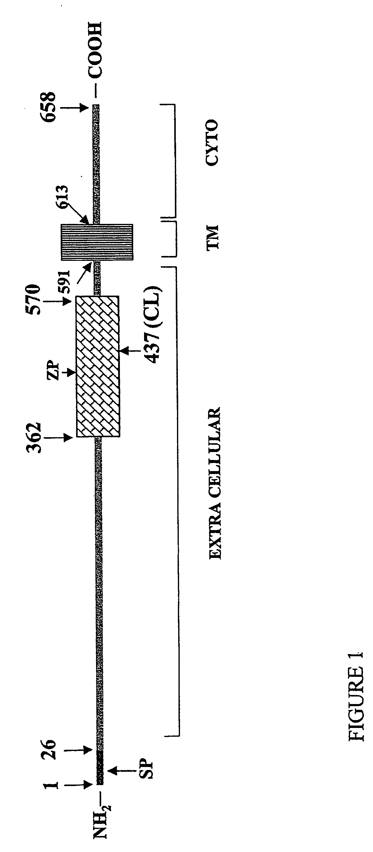 Methods of diagnosing and treating complications of pregnancy