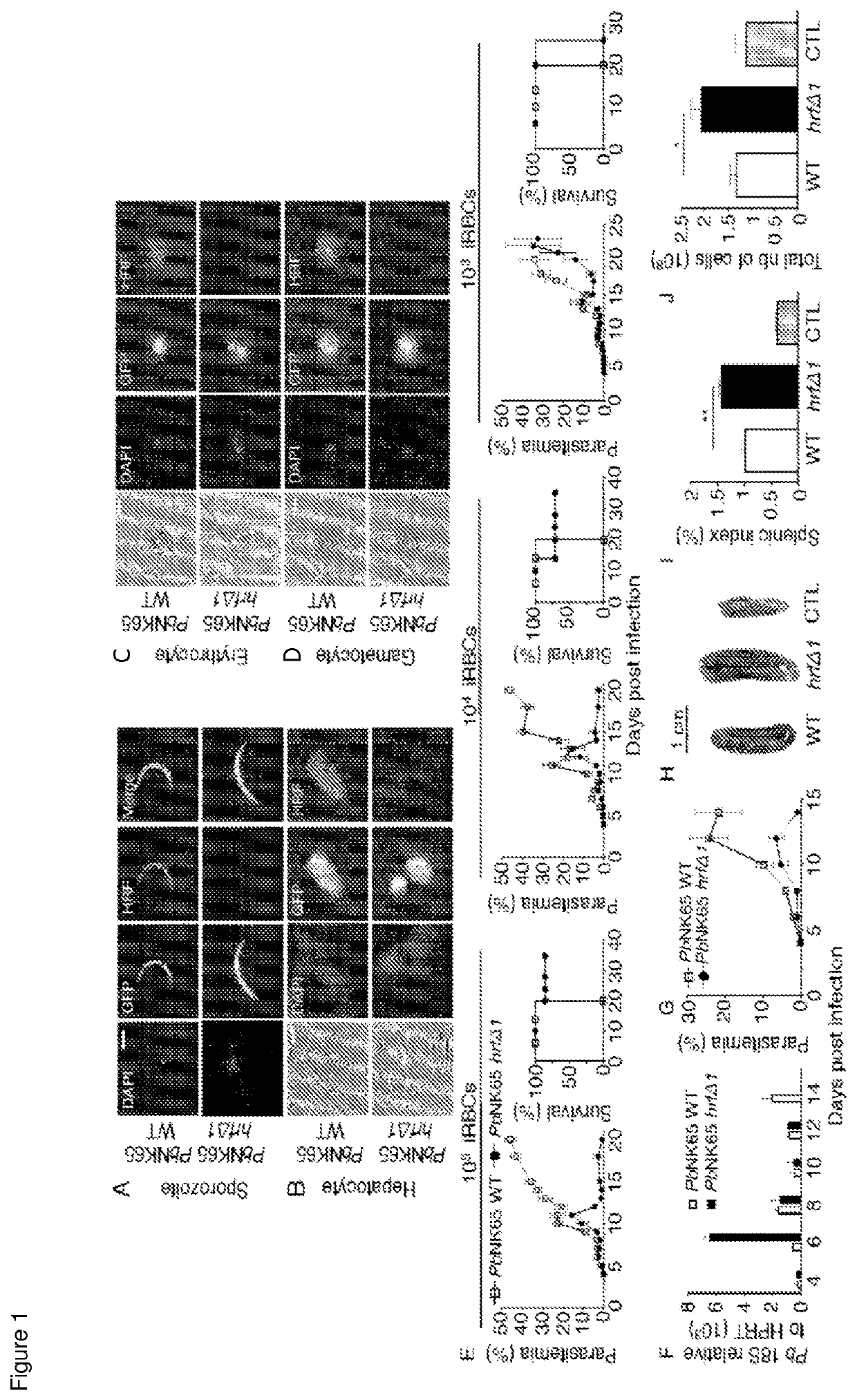 Plasmodium with histamine releasing factor (HRF) deficiency for use as a vaccine