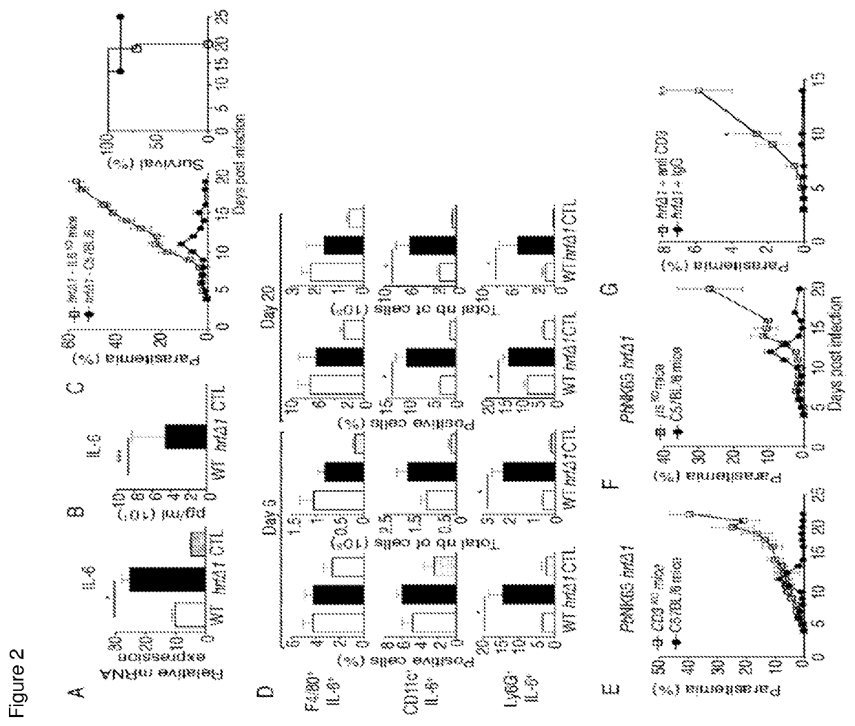 Plasmodium with histamine releasing factor (HRF) deficiency for use as a vaccine