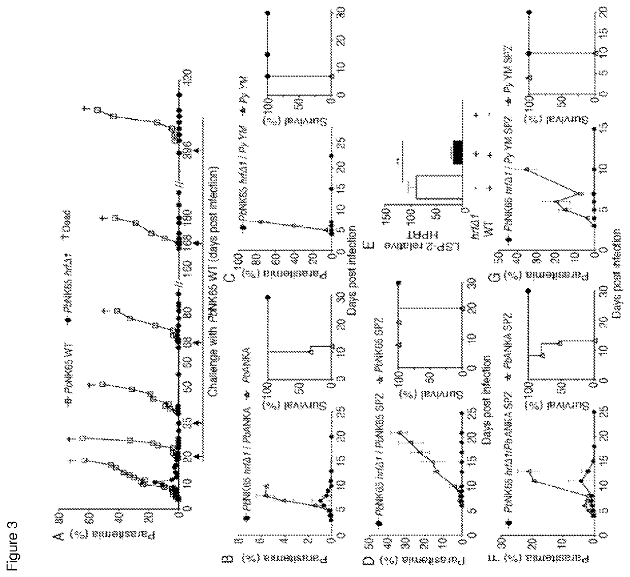 Plasmodium with histamine releasing factor (HRF) deficiency for use as a vaccine