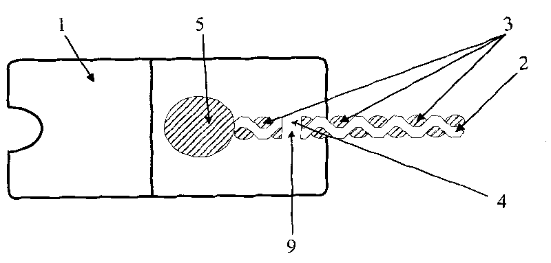 Injection molding zipper