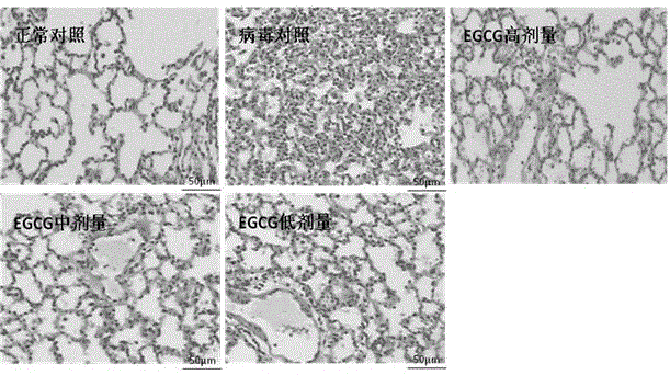 Application of epigallocatechin gallate (EGCG) in preparing drug for resisting respiratory syncytial virus