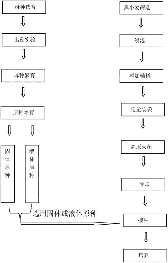 Agaricus bisporus strain breeding method applicable to standardized plant