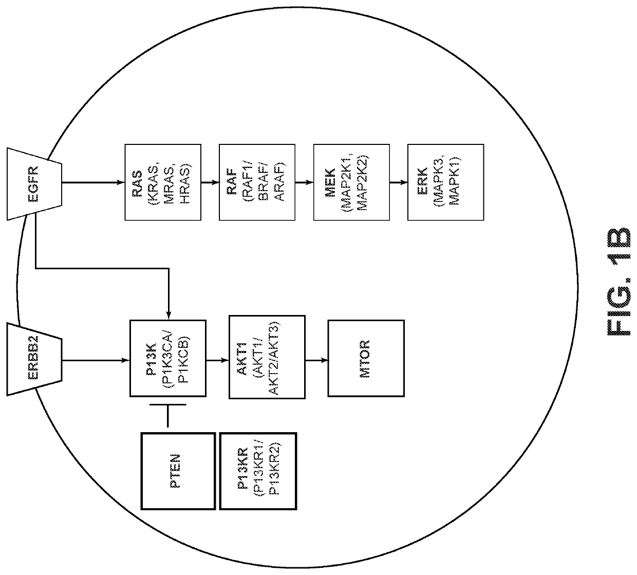 Systems and methods for detecting cellular pathway dysregulation in cancer specimens