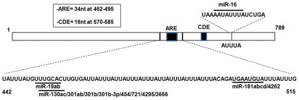 Application of miR181s in preparing drug for treating acute enteritis