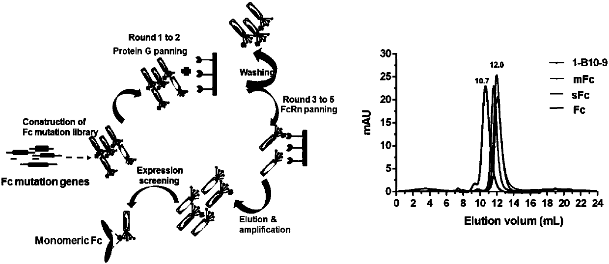 IgG1 Fc monomer and application thereof