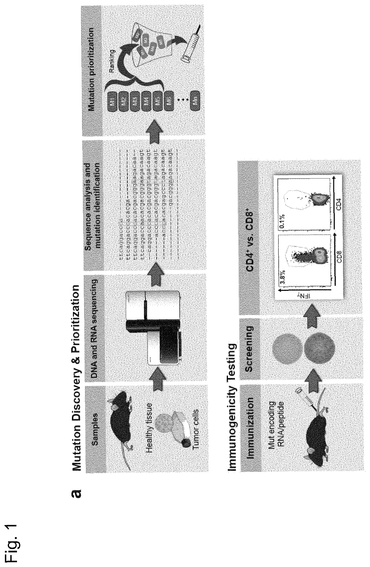 Predicting T cell epitopes useful for vaccination