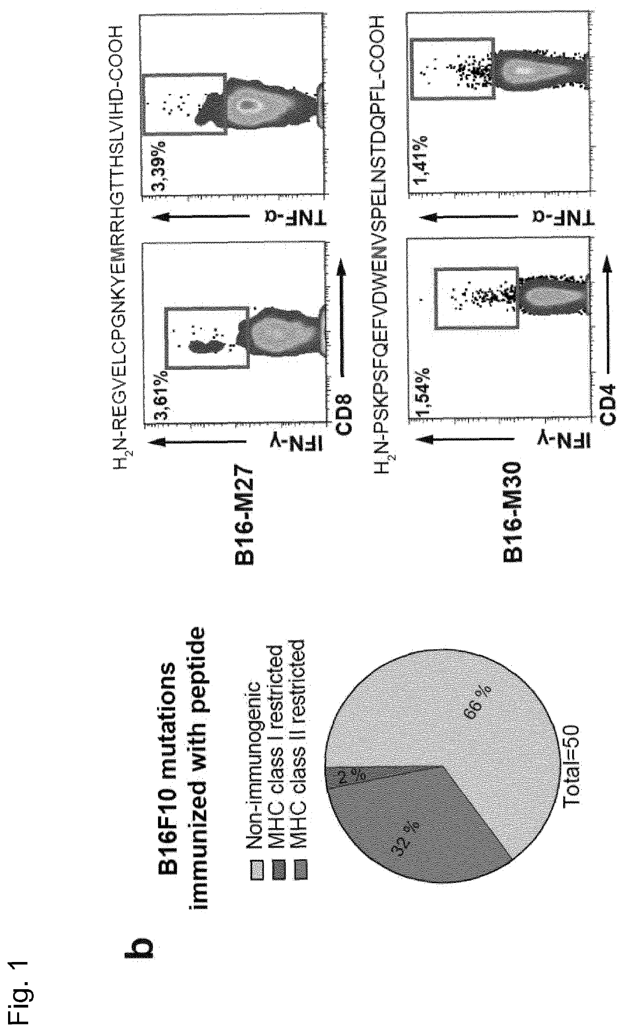 Predicting T cell epitopes useful for vaccination